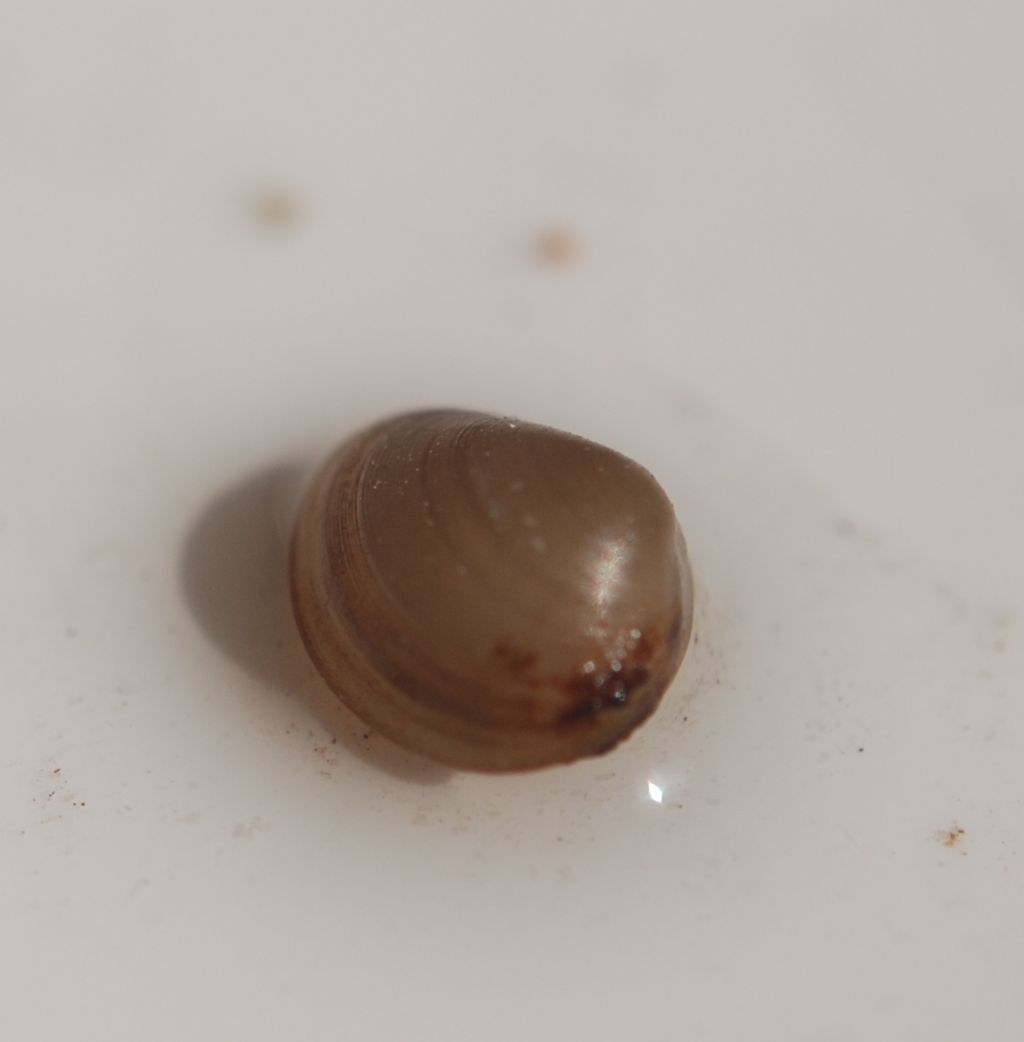 Pisidium sp. (Bivalvia Sphaeridae)